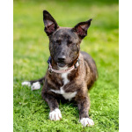 Дора, девочка, 7 мес. ищет дом.