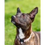 Дора, девочка, 7 мес. ищет дом.