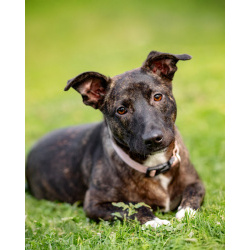 Дора, девочка, 7 мес. ищет дом.