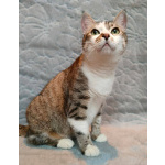 Кошка Скалли ищет дом!