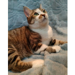 Кошка Скалли ищет дом!