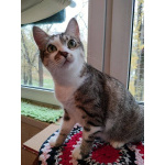 Кошка Скалли ищет дом!