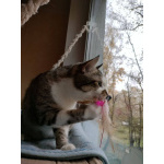 Кошка Скалли ищет дом!