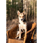 Сия - миниатюрная девочка с глазами из разных миров