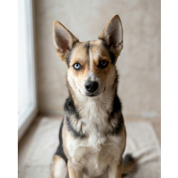 Сия - миниатюрная девочка с глазами из разных миров