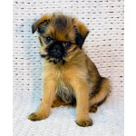 Щенки брюссельского, бельгийского гриффона и брабансона