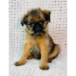 Щенки брюссельского, бельгийского гриффона и брабансона