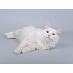 Белоснежный красавец Никита ищет доброе сердце.