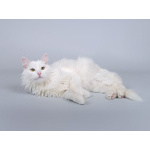 Белоснежный красавец Никита ищет доброе сердце.