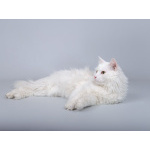 Белоснежный красавец Никита ищет доброе сердце.