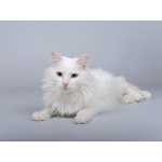 Белоснежный красавец Никита ищет доброе сердце.