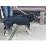 Ласкуша Алиса живет и надеется найти свою родную семью