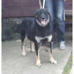 Ласкуша Алиса живет и надеется найти свою родную семью