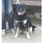 Ласкуша Алиса живет и надеется найти свою родную семью