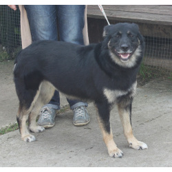 Ласкуша Алиса живет и надеется найти свою родную семью