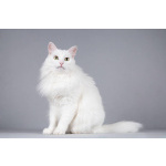 Котик Тимоша ищет доброе сердце.