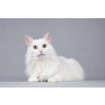 Котик Тимоша ищет доброе сердце.