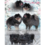 Продаются щенки померанского шпица черного окраса