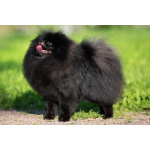 Продаются щенки померанского шпица черного окраса