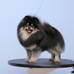 Продаются щенки померанского шпица черного окраса