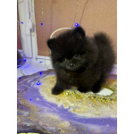 Продаются щенки померанского шпица черного окраса