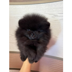 Продаются щенки померанского шпица черного окраса