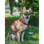 Леди - миниатюрная волчица, с очень добрым сердцем