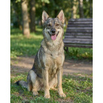 Леди - миниатюрная волчица, с очень добрым сердцем