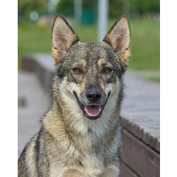 Леди - миниатюрная волчица, с очень добрым сердцем