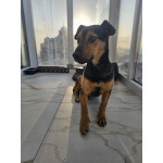 Щенок-подросток Бонус ищет дом.