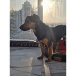 Щенок-подросток Бонус ищет дом.