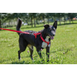 Ночка. Идеальная собака для квартиры!