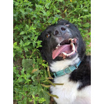 Ночка. Идеальная собака для квартиры!