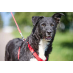 Ночка. Идеальная собака для квартиры!