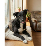 Ночка. Идеальная собака для квартиры!