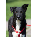 Ночка. Идеальная собака для квартиры!