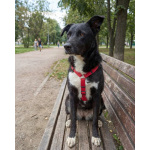 Ночка. Идеальная собака для квартиры!