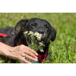 Ночка. Идеальная собака для квартиры!