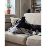 Ночка. Идеальная собака для квартиры!