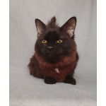 Дотти ищет дом!