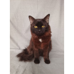 Дотти ищет дом!