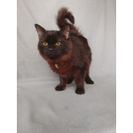 Дотти ищет дом!