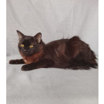 Дотти ищет дом!