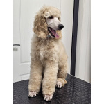 Супер малыш королевского пуделя