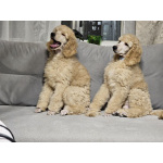 Супер малыш королевского пуделя