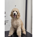 Супер малыш королевского пуделя