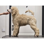 Супер малыш королевского пуделя