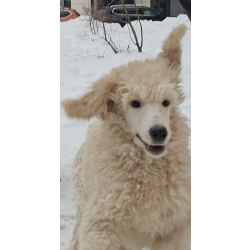 Супер малыш королевского пуделя