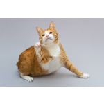 Кот Гарик ищет доброе сердце.