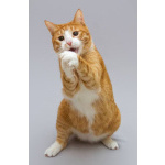 Кот Гарик ищет доброе сердце.